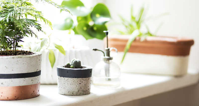 picture of plants on a shelf