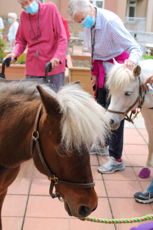 The two HorseAbility mini-therapy horses with residents.